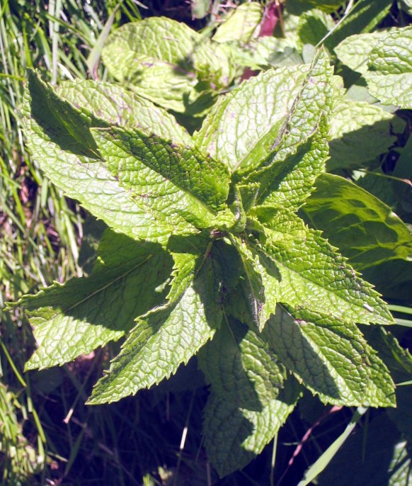 Innocent Mint by Tommia Wright