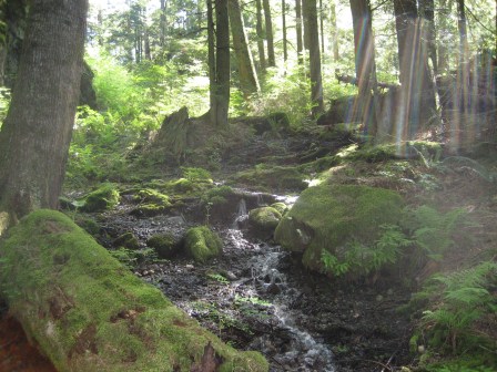 Stream beside the Trail by Tommia Wright