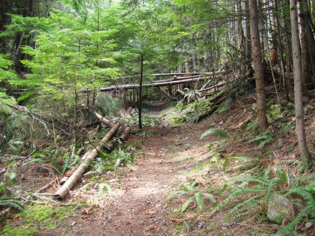 Off the Trail by Tommia Wright