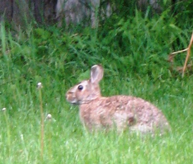 thinking 'bout thumper