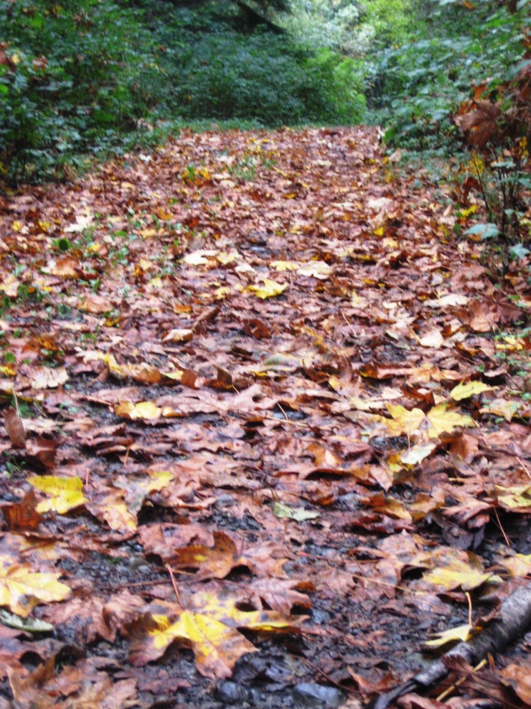 Gravel pathway covered by brown, tan, and yellow leaves