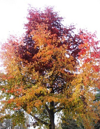 Colorful by Tommia Wright