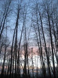 Riverside Sunset 1 by Tommia Wright