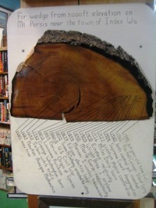 Fir Wedge by Tommia Wright