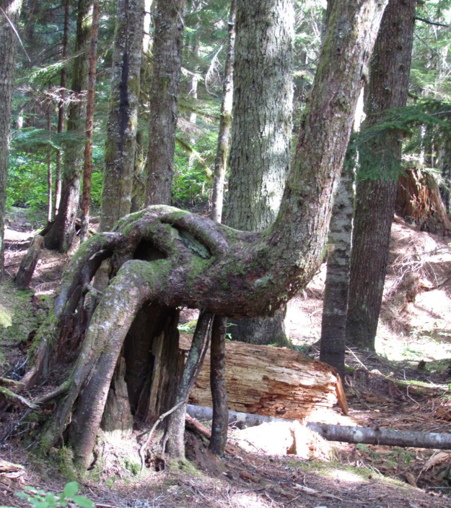A tree that has curved up and over to the right before growing straight up again. Roots prop it up in parts.