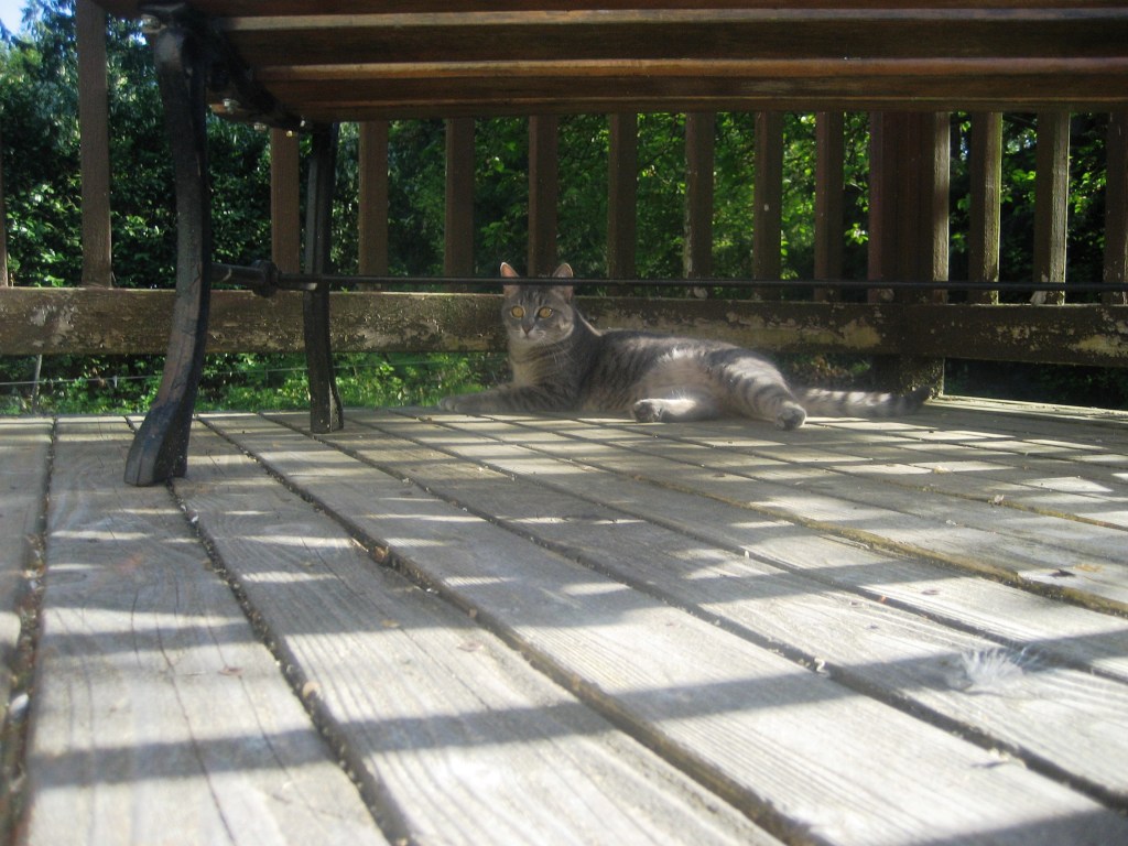 A gray and white cat laying on a wooden deck, leaning against the patio rail.