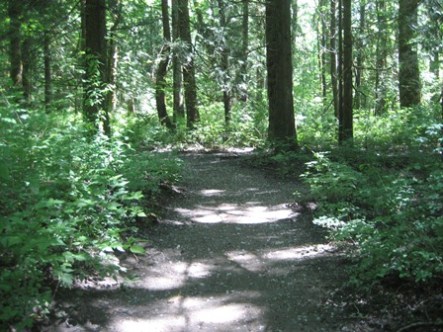 Seedlings and Shadows by Tommia Wright