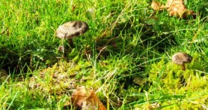 Shadeshroom 1 by Tommia Wright