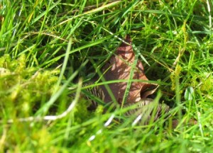 Shadeshroom 2 by Tommia Wright