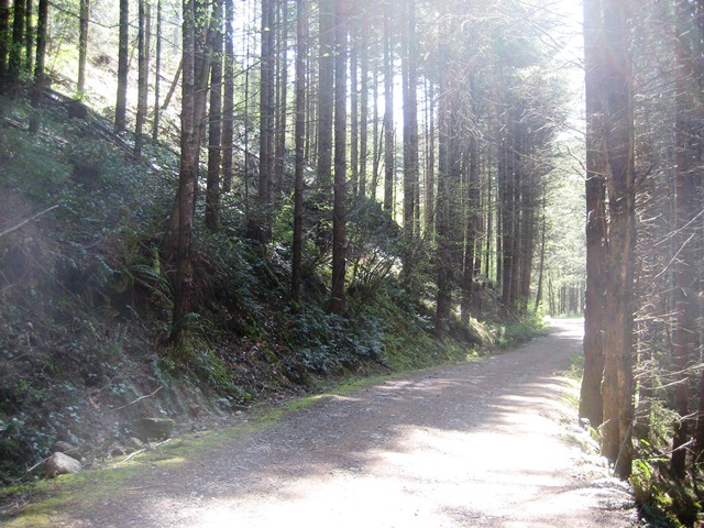 Trail in June