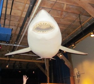 Hanging Shark by Tommia Wright