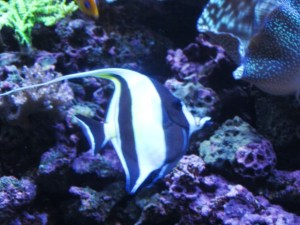 Real Gill by Tommia Wright