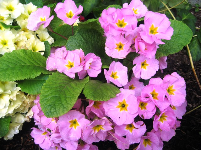 Flowers at the Falls 2