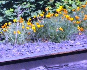 Flowers on Track by Tommia Wright