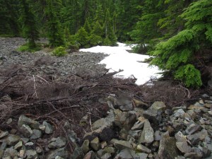 From the Trail by Tommia Wright