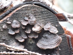 Toadstool Clan by Tommia Wright