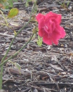 Lone Flower by Tommia Wright