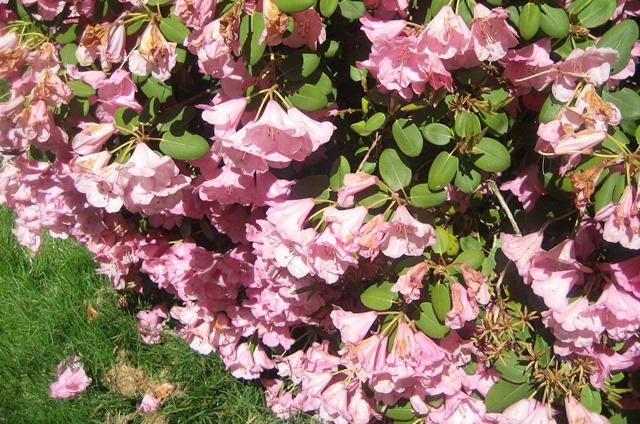 Pink, Too by Tommia Wright