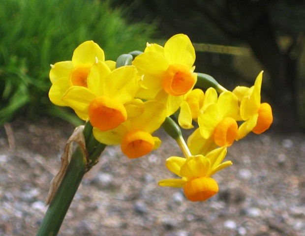 The Gathering by Tommia Wright