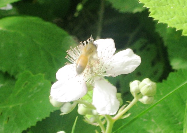 Busy Bee, too by Tommia Wright