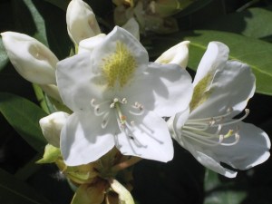 White Flower by Tommia Wright