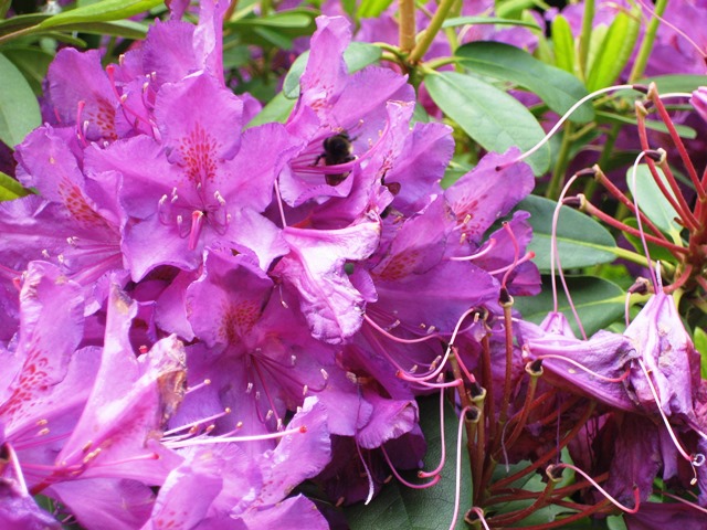 Pink Flowers by Tommia Wright