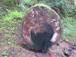 Unique Log by Tommia Wright