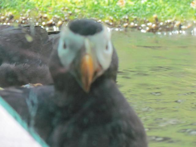 Perfect Puffin by Tommia Wright