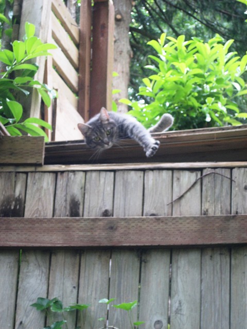 A cat stretched out atop a fence.
