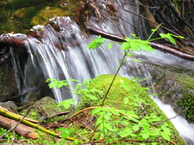 Falls along the McClellan Butte Trail by Tommia Wright