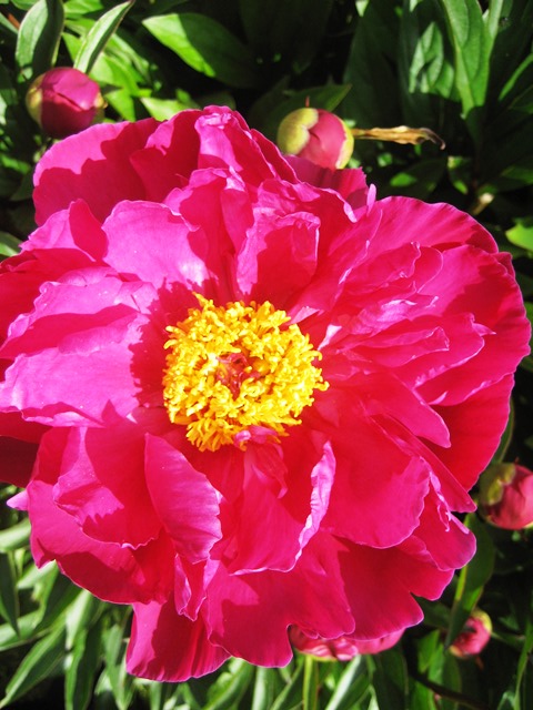 Smiling Flower by Tommia Wright