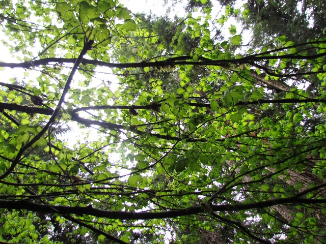 McClellan Woods 3 by Tommia  Wright