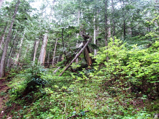 McClellan Woods 4 by Tommia Wright