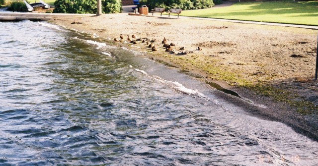 A Swim Along Houghton Beach