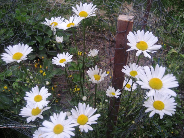 DaisyWire by Tommia Wright