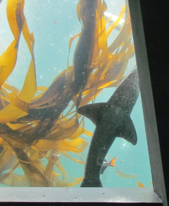 Just like Jaws by Tommia Wright