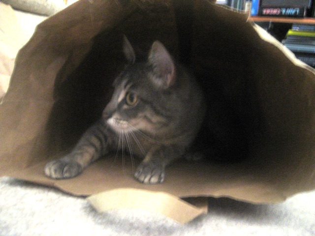 Gray and white cat inside a brown shopping bag.