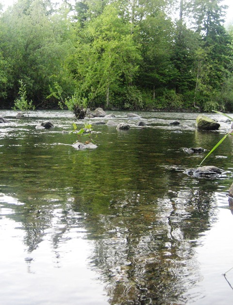 A river reflecting trees from the opposite shore in its ripples.