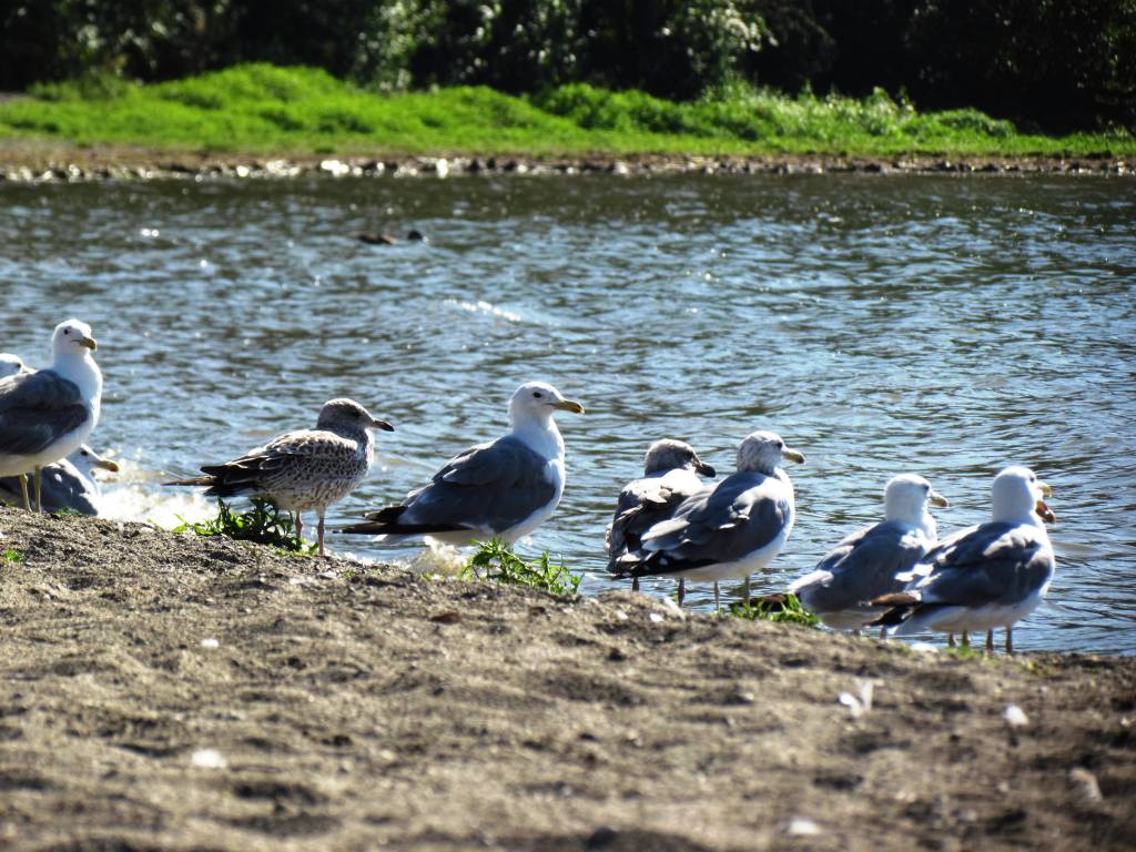 Seagulls lined up along a body of water.