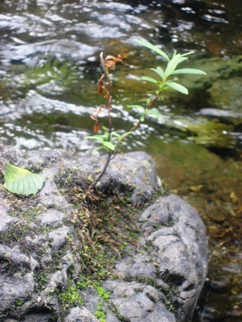 Middle of the River 2, by Tommia Wright
