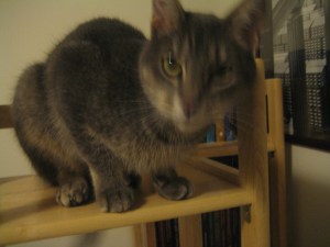 Kit Atop the Tower by Tommia Wright