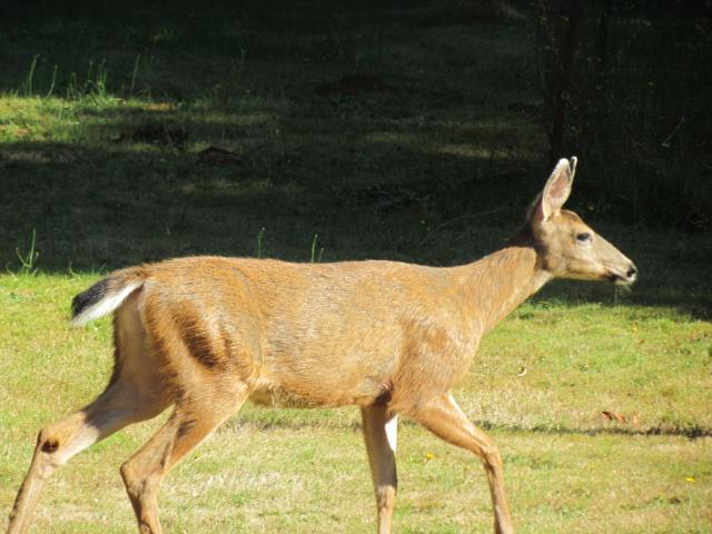Deer, Too by Tommia Wright