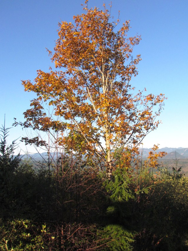 ???????????????????????????????