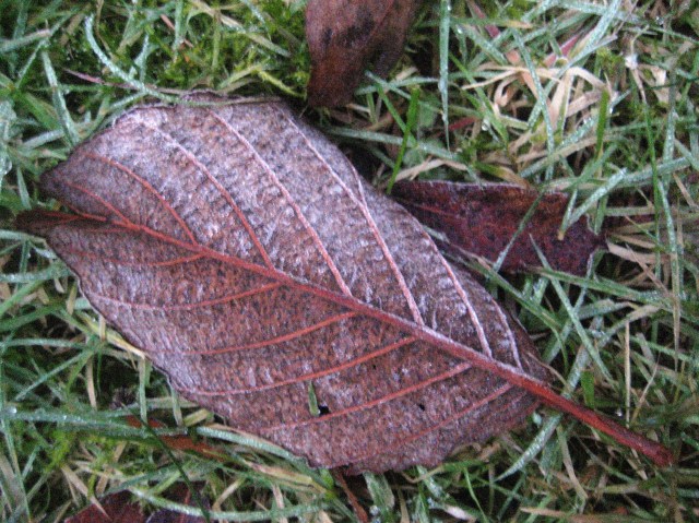 Turning a New Leaf