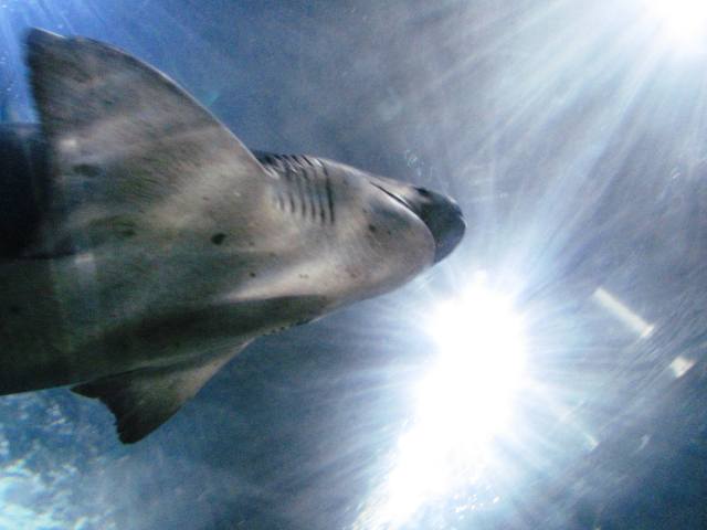 Shark Above