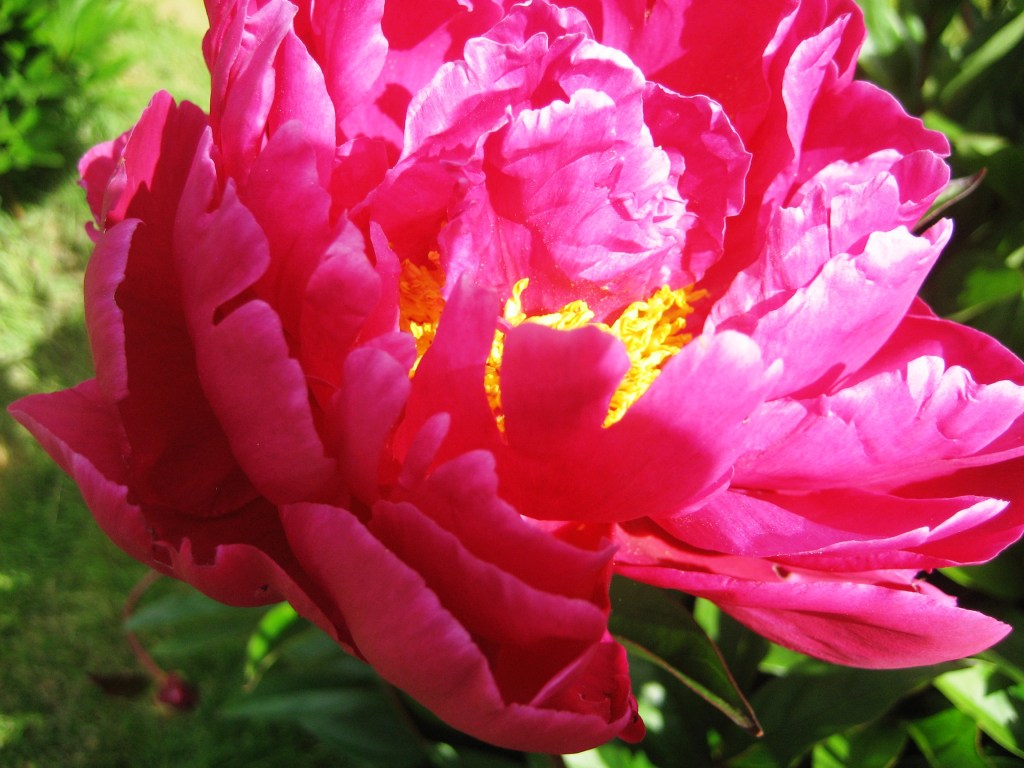 Red peony in bloom.