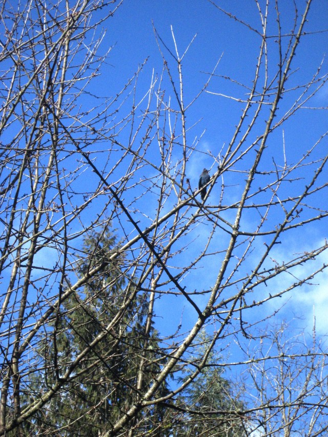 sunbird