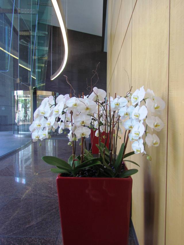 White Flowers, Red Vase