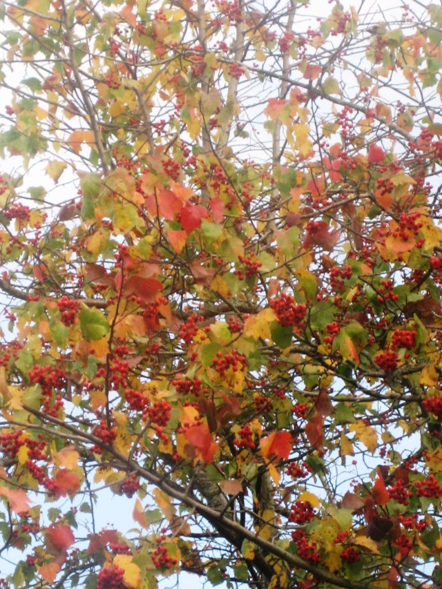 november tree before