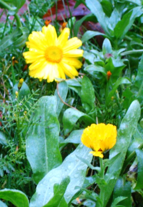 orange flower 2 companions